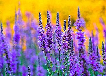 TGA官方B站直播8日上午9点开启 每10分钟送一台PS5